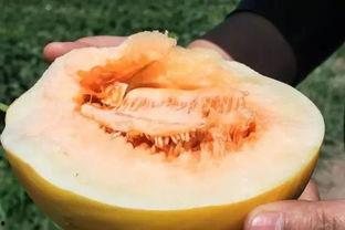 免费吃瓜的礼物,揭秘神秘礼物背后的惊喜